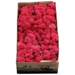 IJslands-mos-crimson