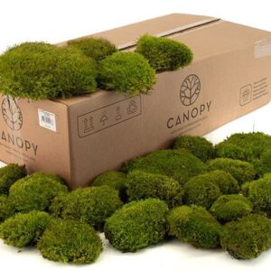 Mood-Mos-Gepreserveerd-Bulk ca.-0,8-m2